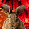 Year of the Rabbit could signal a Bitcoin bull run
